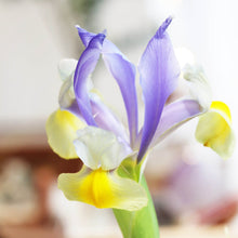 Load image into Gallery viewer, The Twilight Sky Ring